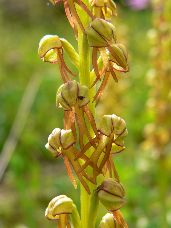 Primavera e orchidee palermitane